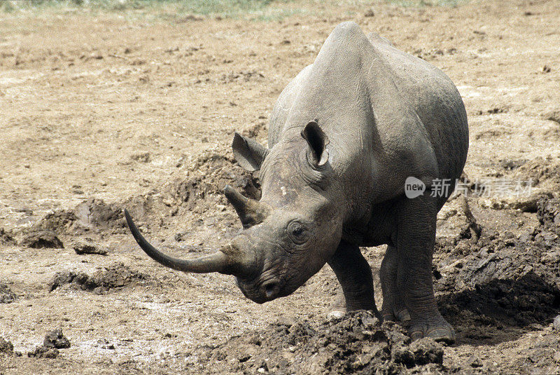 Black Rhino close-up